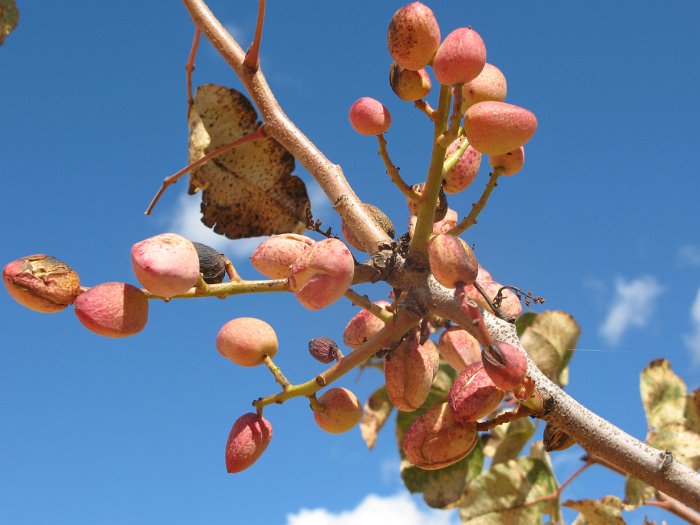 Pistacho (21)